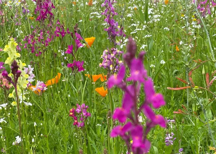 The La Drutiere Holiday home *